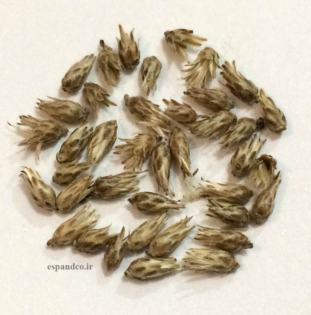  Baccharis halimifolia seed 